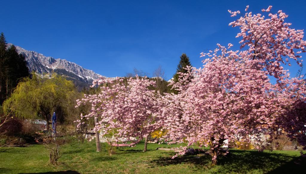 Pension Aloisia Scheffau am Wilden Kaiser Luaran gambar